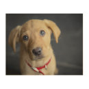 Search for fox red labrador gifts Pets