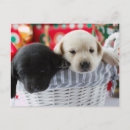 Search for puppy 1st christmas cards Cute