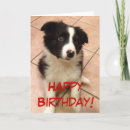 Search for collie birthday cards Puppies