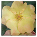 Search for rose pink color tiles Digital