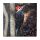 Search for pileated woodpecker gifts Birdwatcher