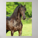 Search for friesian horse art Animal