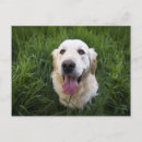 Search for golden retriever postcards Puppy