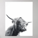 Search for black and white cow posters Highland
