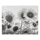 Search for black white sunflower art Nature