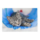 Search for tabbys place Pet