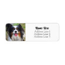 Search for papillon dog Black