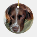 Search for english springer spaniel ornaments Animals