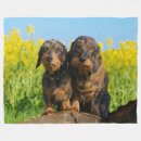 Search for dachshund blankets Weiner