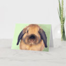 Search for holland lop rabbits