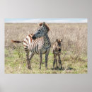 Search for wildlife conservation posters Zebra