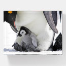Search for penguin desk accessories Bird