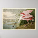 Search for roseate spoonbill posters Audubon