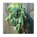 Search for sage green tiles Garden