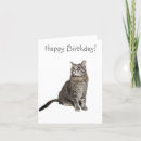 Search for abyssinian cat Tabby