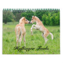Search for horse calendars Pony