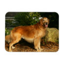 Search for golden retriever magnets Panting