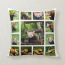 Search for red panda gifts Photography