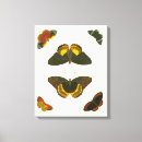 Search for butterfly canvas prints White