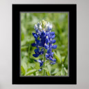 Search for 16x20 posters Floral