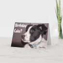 Search for border collie gifts Puppies