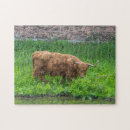 Search for highland cow puzzles Cows