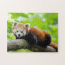 Search for red panda puzzles Animal