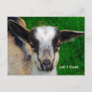 Search for funny animal postcards Photography