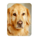 Search for golden retriever magnets Puppy