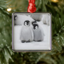 Search for antarctica ornaments Wildlife