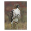 Search for red tail hawk art Buteo jamaicensis