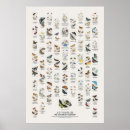 Search for butterfly posters Butterflies
