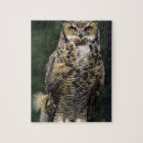 Search for owl puzzles Bubo virginianus