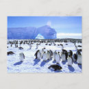 Search for antarctica postcards Emperor penguin
