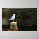 Search for seagull posters Coast