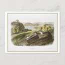 Search for audubon postcards Illustration