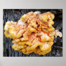 Search for bracket posters Fungus