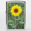 Search for sunflower lighters Wildflowers