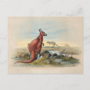 Search for wolf postcards Nature