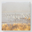 Search for bird coasters Animal