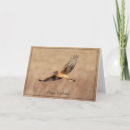 Search for hawk birthday cards Animal