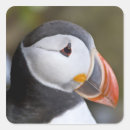 Search for puffin crafts party Animal