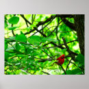 Search for cardinal bird art Woods