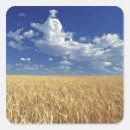 Search for wheat stickers Agriculture