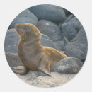 Search for sea lion stickers Beach