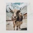 Search for scottish highland cow postcards Snow