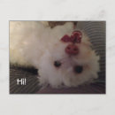 Search for havanese dog Thinking of you