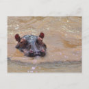 Search for hippo postcards Wildlife