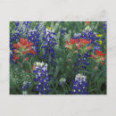 Search for texas bluebonnet postcards Usa
