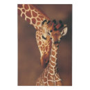 Search for black and white giraffe art Outdoors